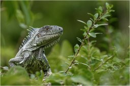 _dsc2916 1920